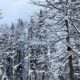 Прикарпаття засніжило: в яких районах випало найбільше снігу
