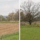 На Коломийщині зняли на відео лиса, який розгулює селом