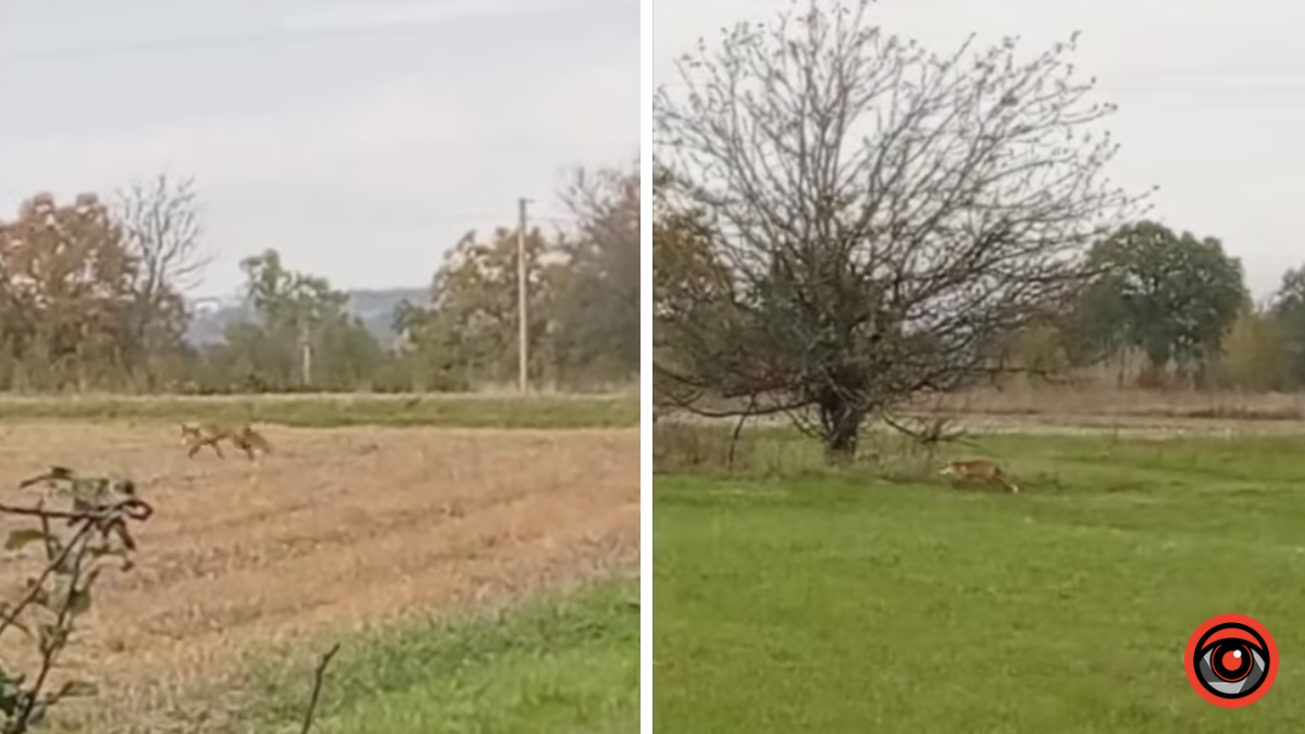 На Коломийщині зняли на відео лиса, який розгулює селом