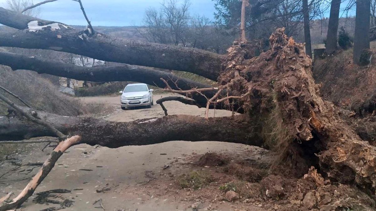 Шквальний вітер з корінням вирвав дерево на Коломийщині