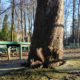 Передріздвяна весна у парку Коломиї: жваві білки позували і гралися у хованки