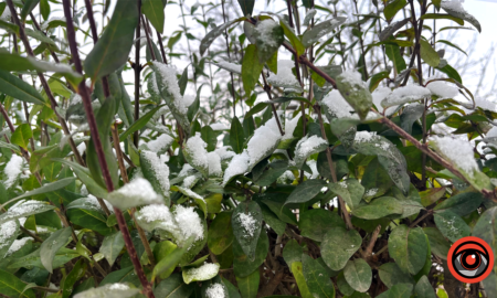 Дощ зі снігом | Погода у Коломиї 11 грудня