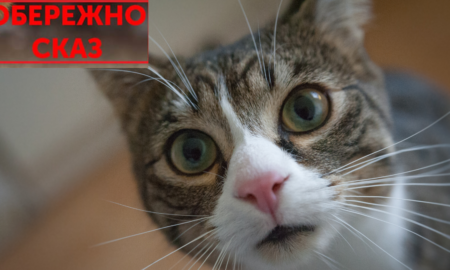 У Печеніжинській громаді виявили сказ у кота