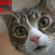 У Печеніжинській громаді виявили сказ у кота