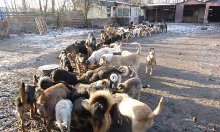 За 2 вольєри та утримання сотні безпритульних тварин у Коломиї готові заплатити майже 670 тис грн