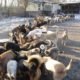 За 2 вольєри та утримання сотні безпритульних тварин у Коломиї готові заплатити майже 670 тис грн