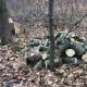 На Городенківщині незаконно зрубали дерева: шукатимуть винних
