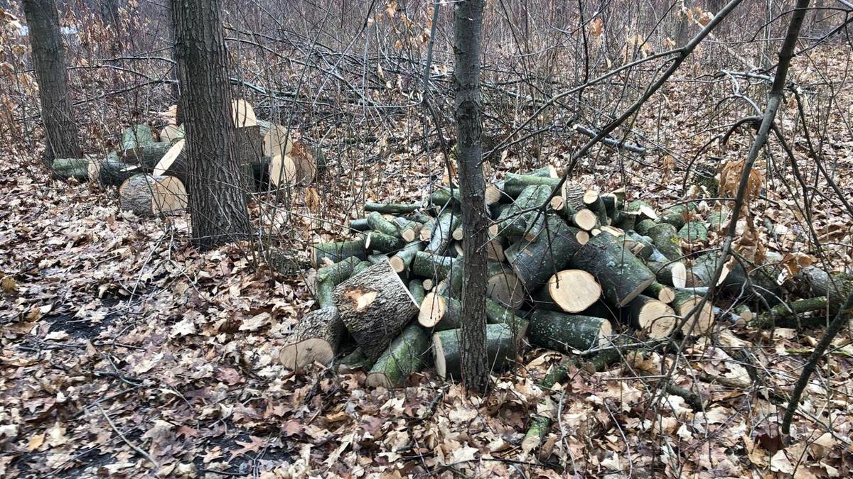 На Городенківщині незаконно зрубали дерева: шукатимуть винних