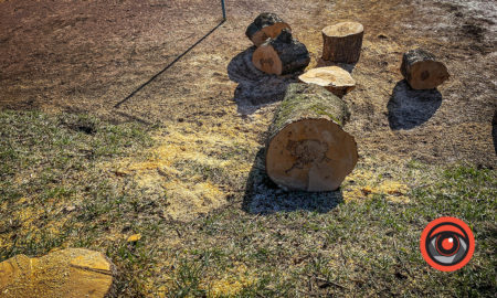 Чоловік з Городенківщини у нацпарку зрубав дерев на чверть мільйона
