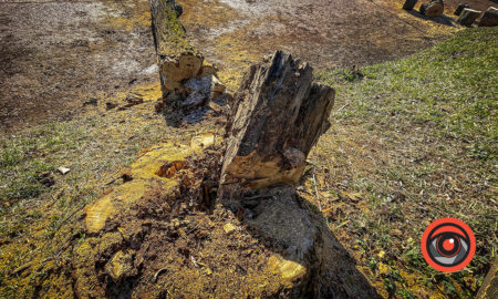 Через інспектора в Карпатському нацпарку зрубали 27 дерев: збитки оцінили в майже 5 млн грн