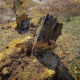 Через інспектора в Карпатському нацпарку зрубали 27 дерев: збитки оцінили в майже 5 млн грн