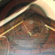 Сезон відкрито: на Городенківщині рятувальники ліквідували гніздо шершнів
