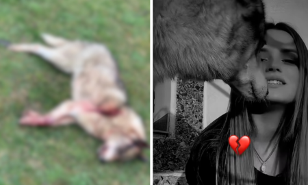 У Калуші невідомі розстріляли собаку | Власниця підозрює сусідів