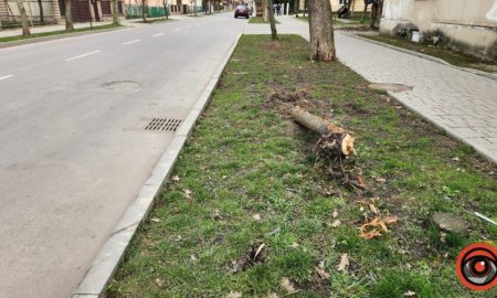 Поліцейські розшукали водія, який у Коломиї на авто врізався в дерево і втік