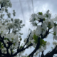 Коломия квітуча | Фоторепортаж весняного міста