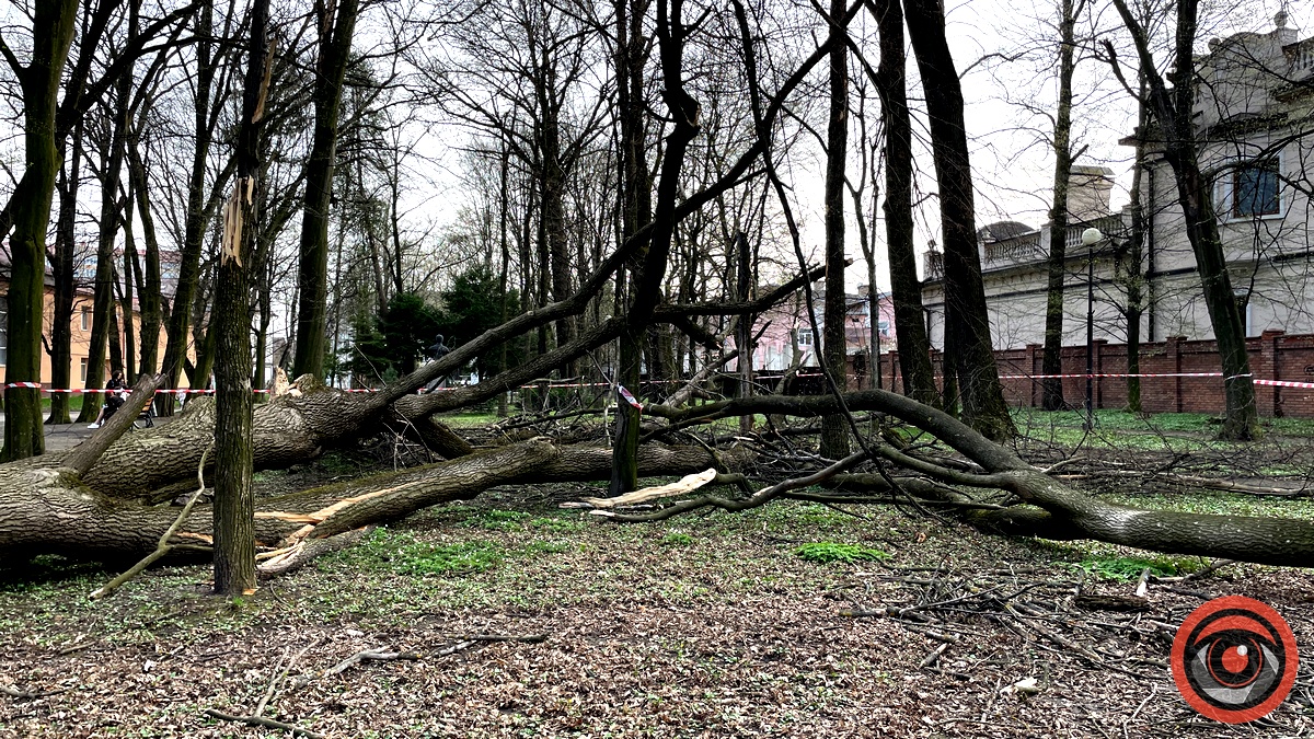 У міському парку Коломиї шквальний вітер повалив дерева
