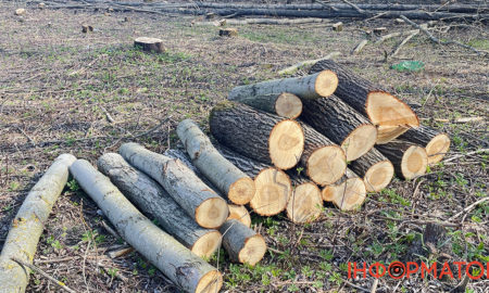 Керівництво лісгоспу на Прикарпатті роками незаконно рубало ліс: збитки оцінили в 250 млн грн