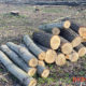 Керівництво лісгоспу на Прикарпатті роками незаконно рубало ліс: збитки оцінили в 250 млн грн
