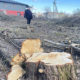 Зрізали, але крайного не знайти: у Коломиї сотні дерев видалили на ділянці, що мають продати у приватні руки