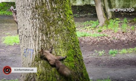 Миле: майже ручні білки у міському парку Коломиї позують і щодня чекають горіхів