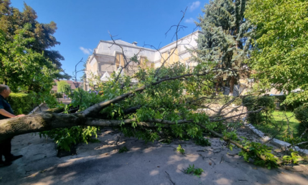 Сильний вітер повалив дерево біля дитсадка у Снятині