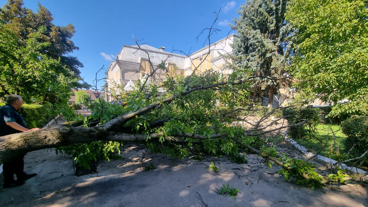 Сильний вітер повалив дерево біля дитсадка у Снятині