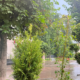 Похмуро з дощем: погода в Коломиї на 3 липня