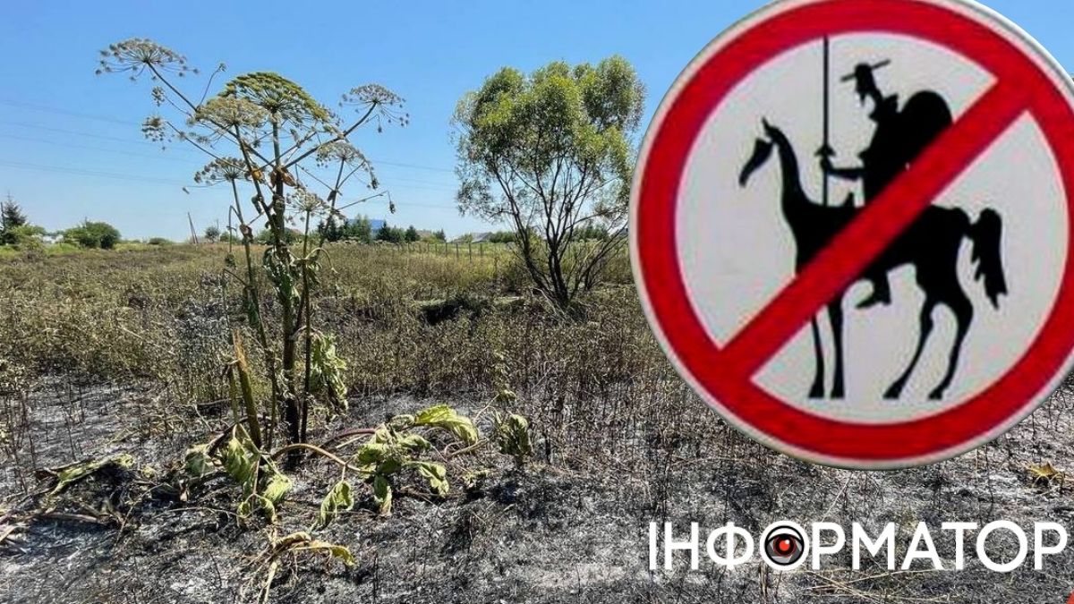 Боротьба із в̶і̶т̶р̶я̶к̶а̶м̶и борщівником, що обходиться Коломийській громаді в мільйони