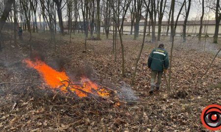 У Коломиї планують зрізати понад 100 дерев, ще майже 60 - у Саджавці, Шепарівцях, Товмачику