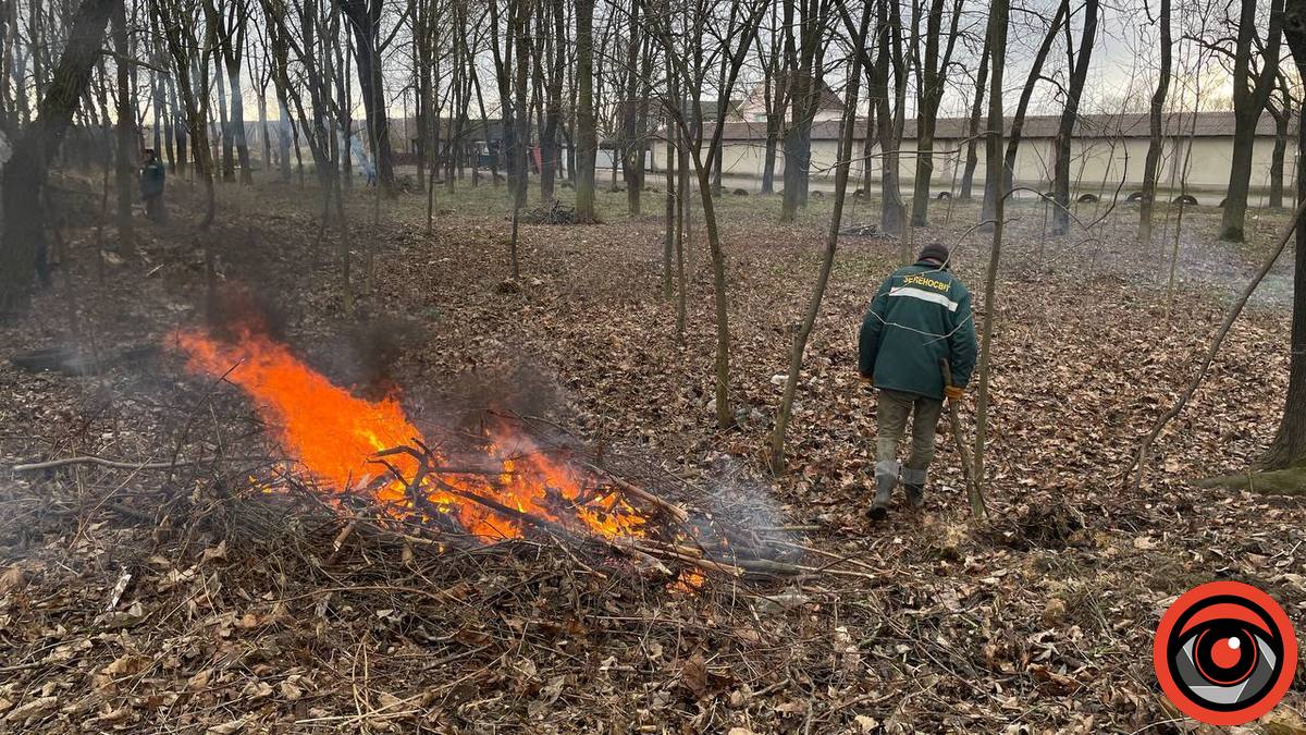 У Коломиї планують зрізати понад 100 дерев, ще майже 60 - у Саджавці, Шепарівцях, Товмачику