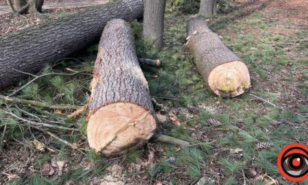 У Коломиї хочуть зрізати майже півсотні дерева