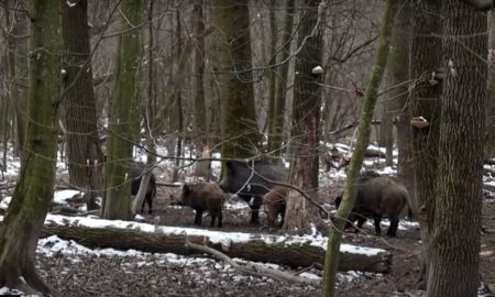 Чи є на Коломийщині шакали та які ще дикі тварини тут водяться