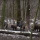 Чи є на Коломийщині шакали та які ще дикі тварини тут водяться