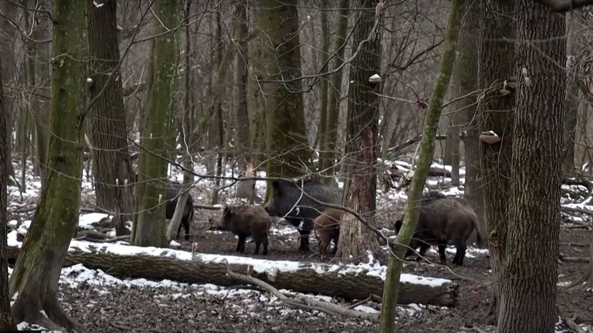 Чи є на Коломийщині шакали та які ще дикі тварини тут водяться