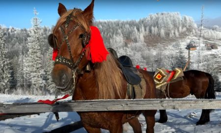 Сто красенів-коней представили на виставці фірмани Косівщини