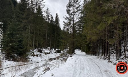 5 гектарів лісів Надвірнянщини повернули у власність держави